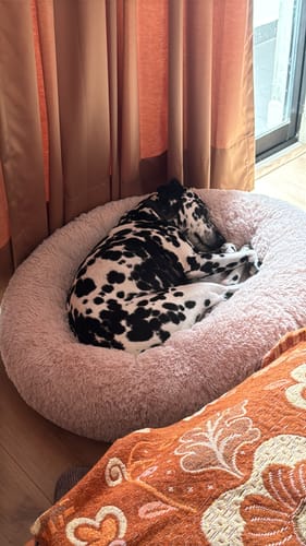 El perro dálmata de un reseñador acurrucado en la suave Cama Antiestrés para Perros de color rosa.