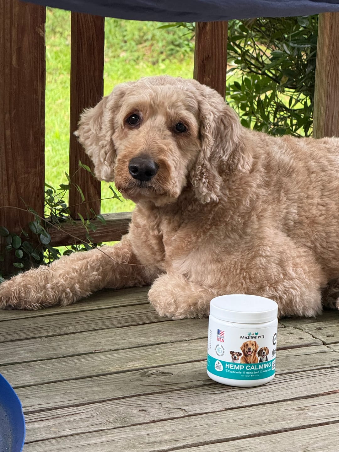 Customer photo review of Hemp Calming Chews for Dogs – 120 Soft Chews