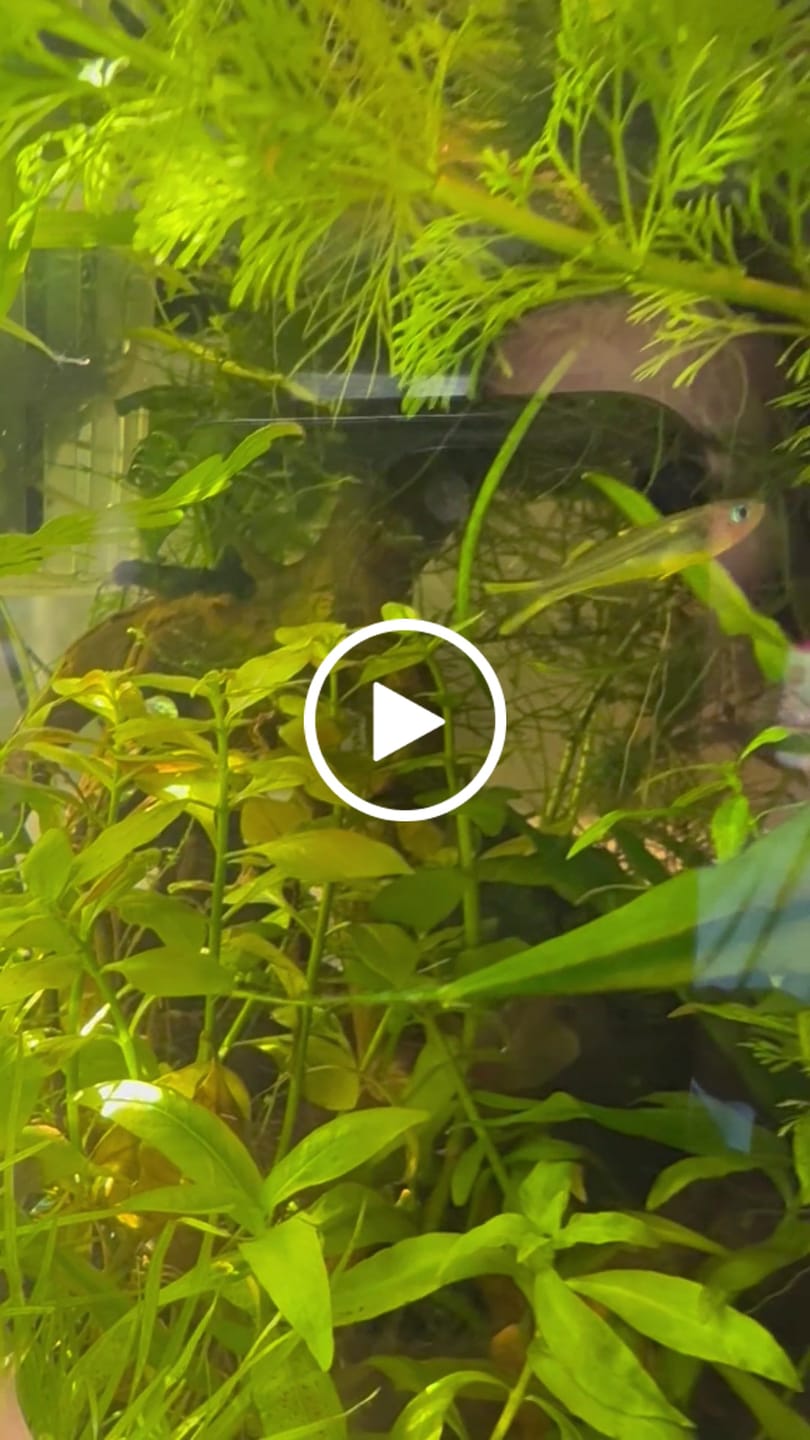 Customer video review of Forktail Rainbowfish "NEW"