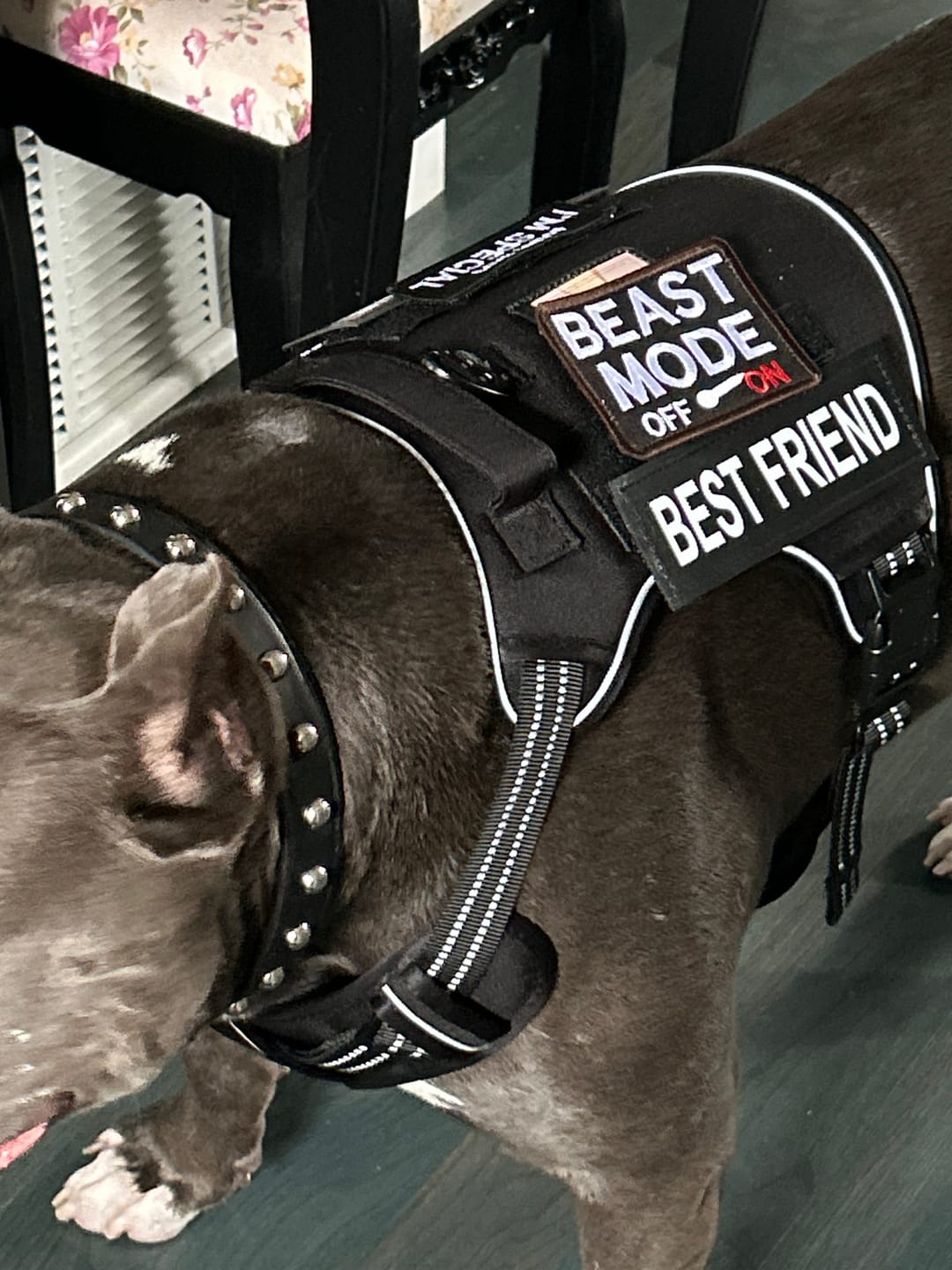 Customer photo review of Tactical Recon No Pull Harness