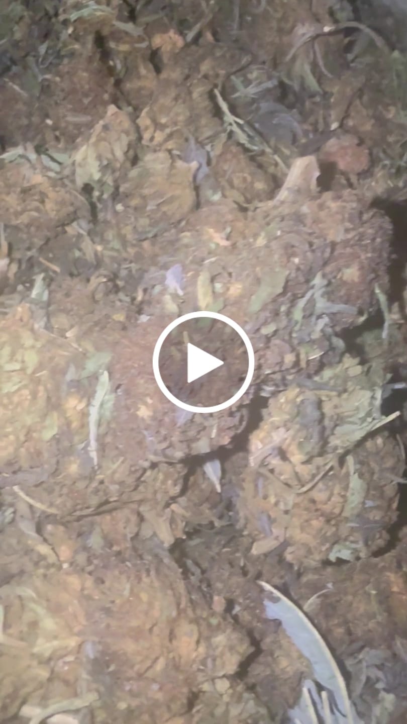 Customer video review of Purple Kush - Bulk - Indica