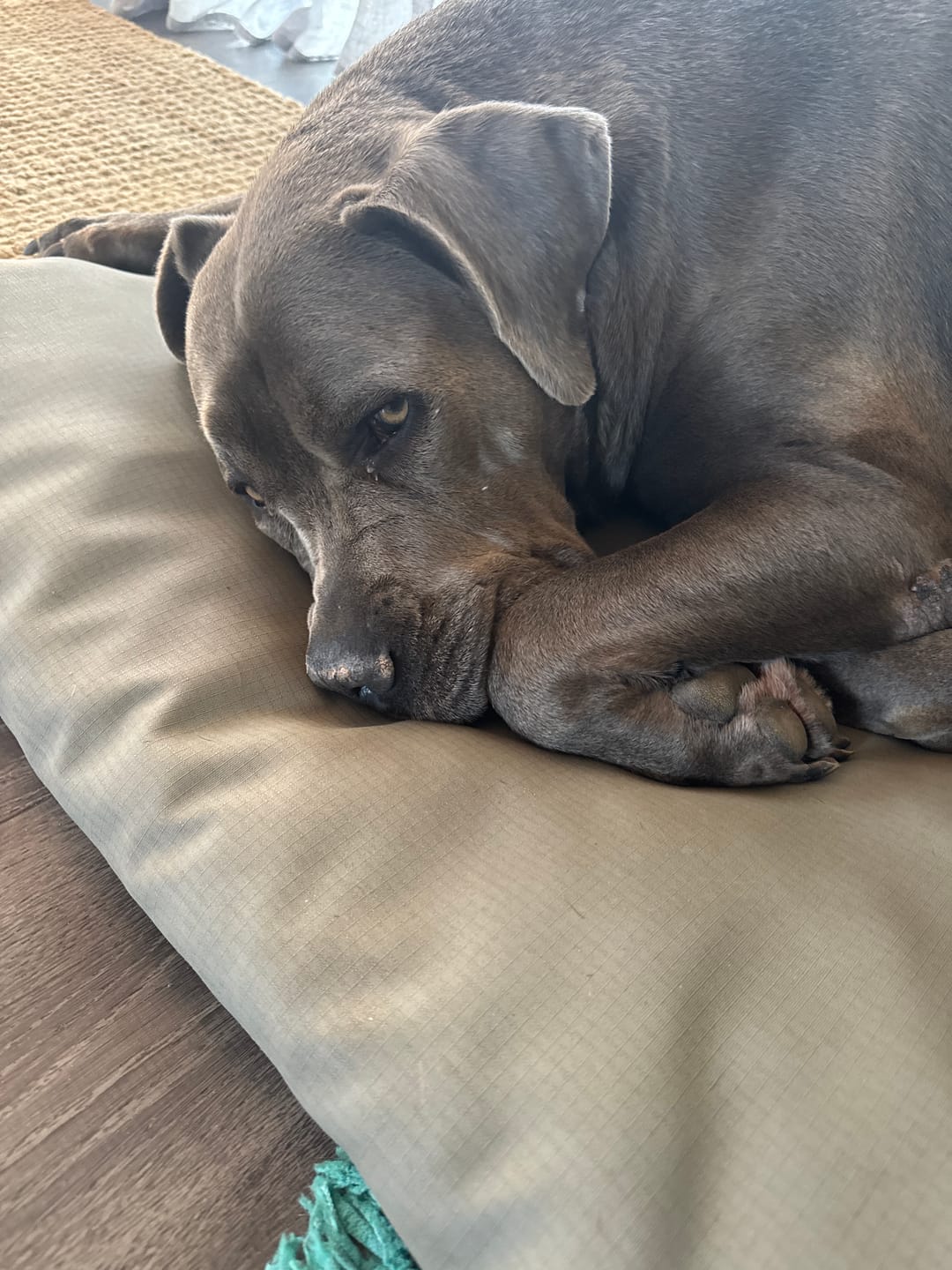 Customer photo review of FlexCare (Joint & Movement Support For Dogs)