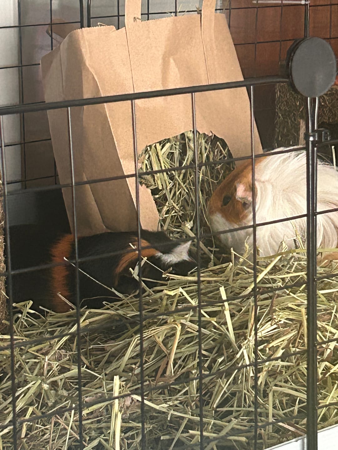 Customer photo review of First Cut Timothy Hay - Ultra Premium Canadian Hay for Rabbits and Guinea Pigs