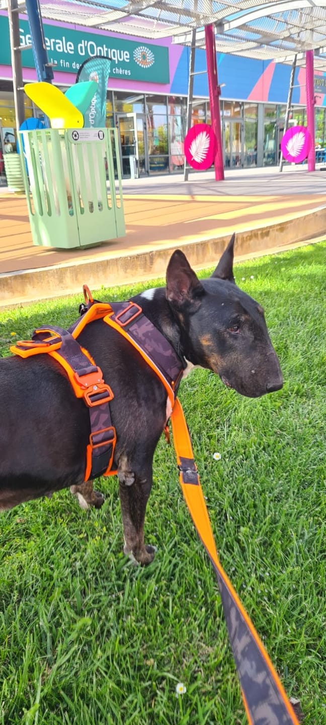 Customer photo review of Pettorina Crime 3.0