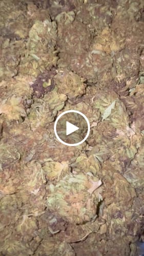 White Rhino - Bulk - Indica photo review