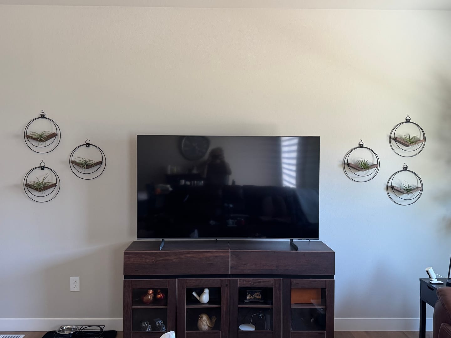 Customer photo review of Air Plant V-Hanger Trio