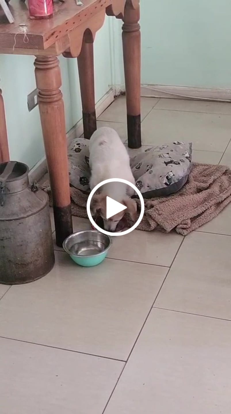 Customer video review of PetFamily Foods Grain Free