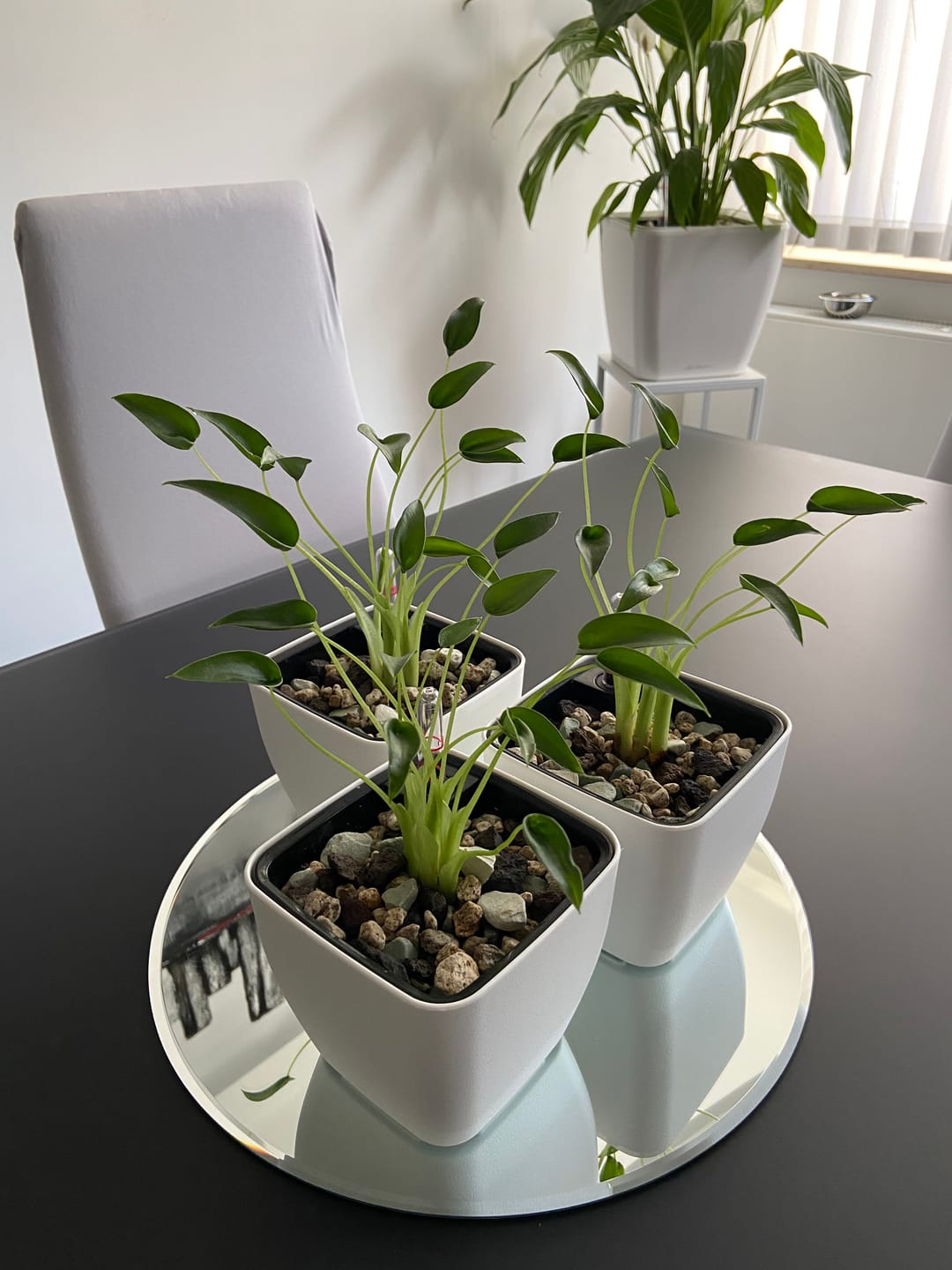 Customer photo review of ALOCASIA TINY DANCER