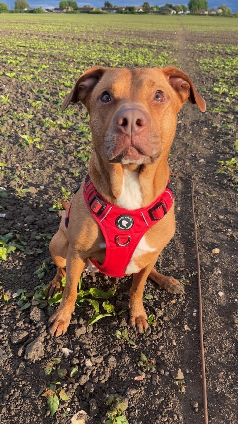 Customer photo review of Lunar Harness - Red