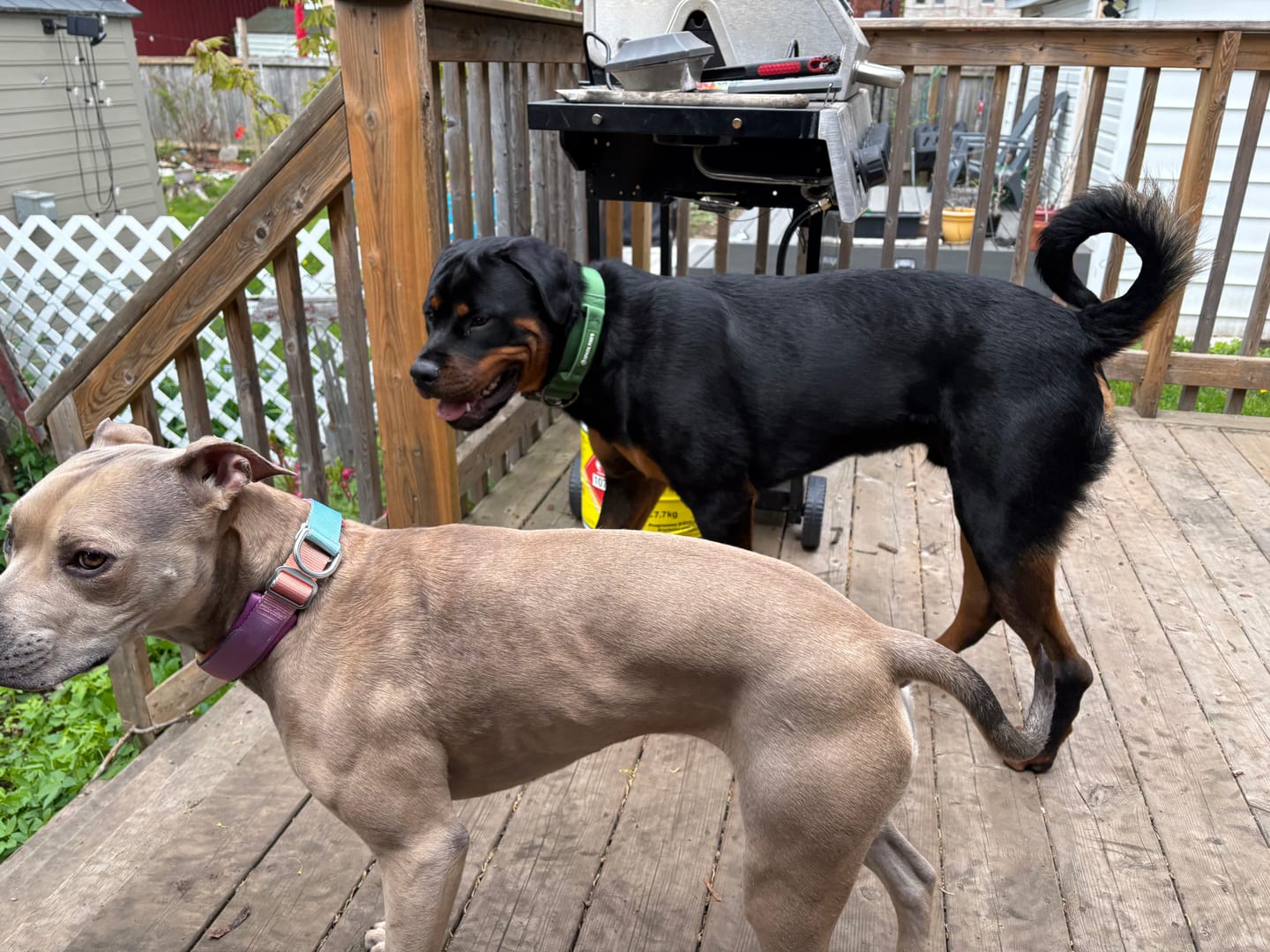 Customer photo review of Comfort Control Collar - Army Green