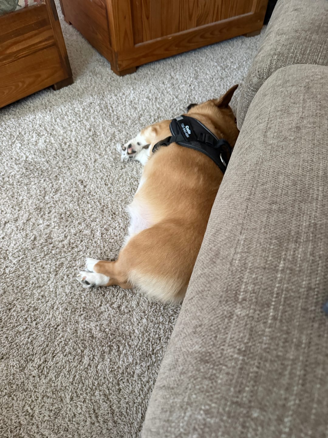 Customer photo review of Dogshood ™