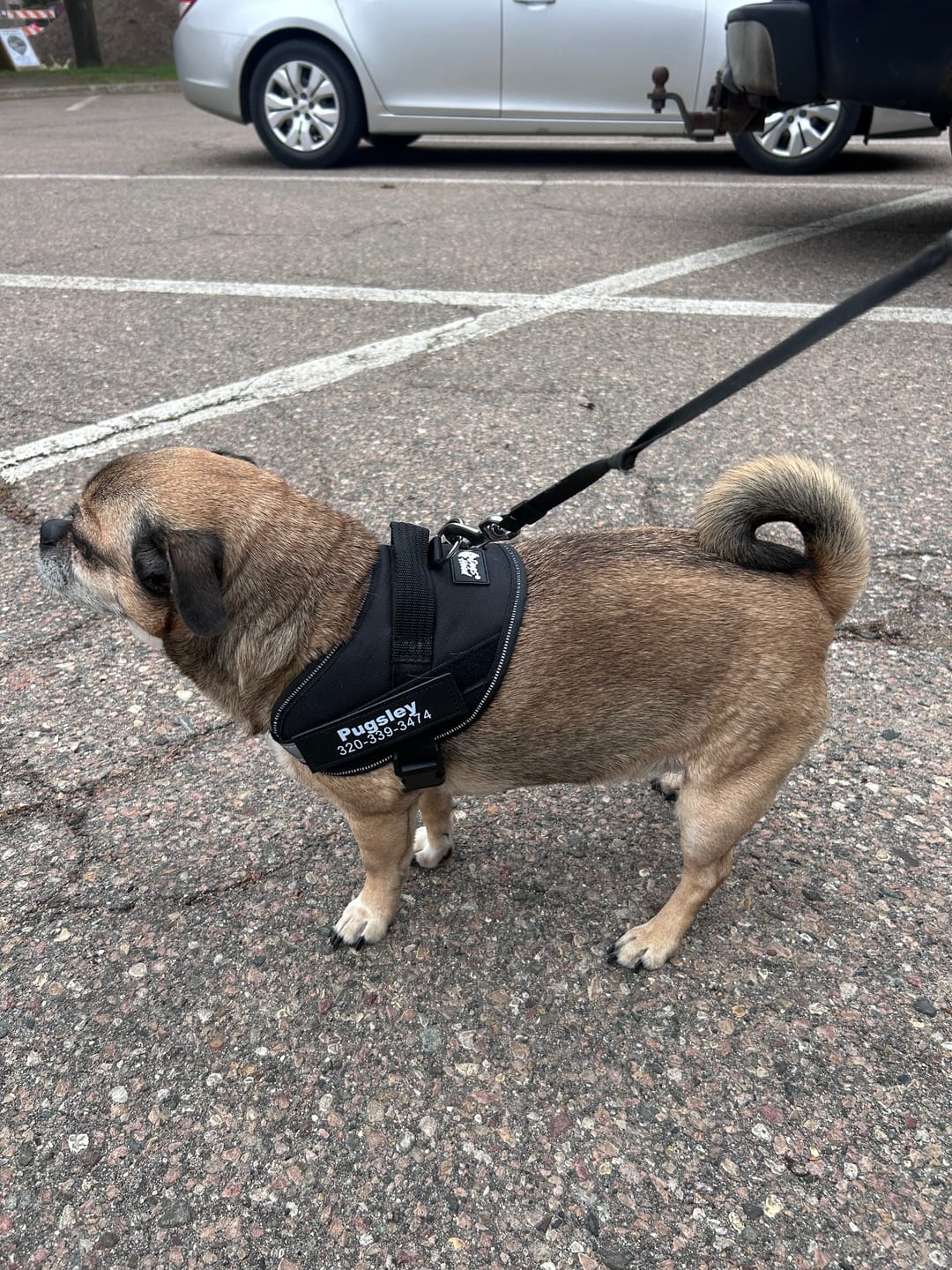Customer photo review of Dogshood ™