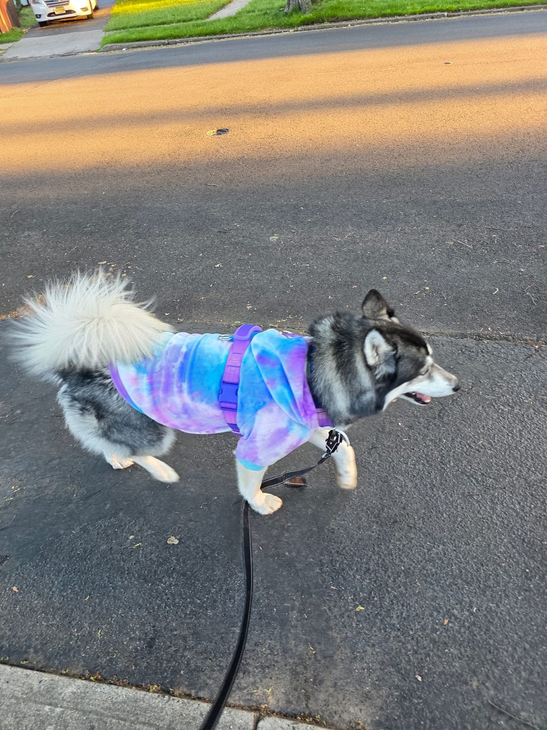 Customer photo review of Comfort Control No-Pull Dog Harness - 90s Retro