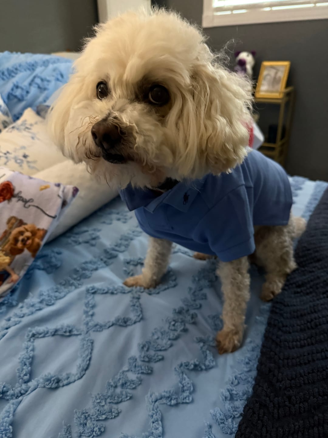 Customer photo review of Polo Ralph Lauren Cotton-Mesh Dog Polo Shirt (Fashion)