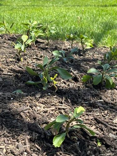 Customer photo review of Pachysandra Terminalis 50 Count Flat - Japanese Spurge Evergreen Groundcover Plants