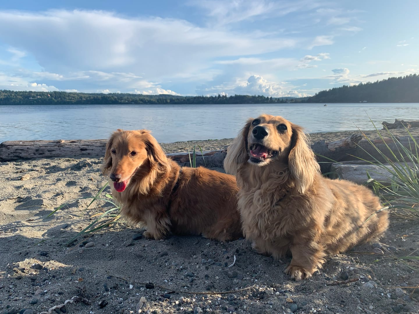 Customer photo review of Lolahemp Omega Hemp Chews
