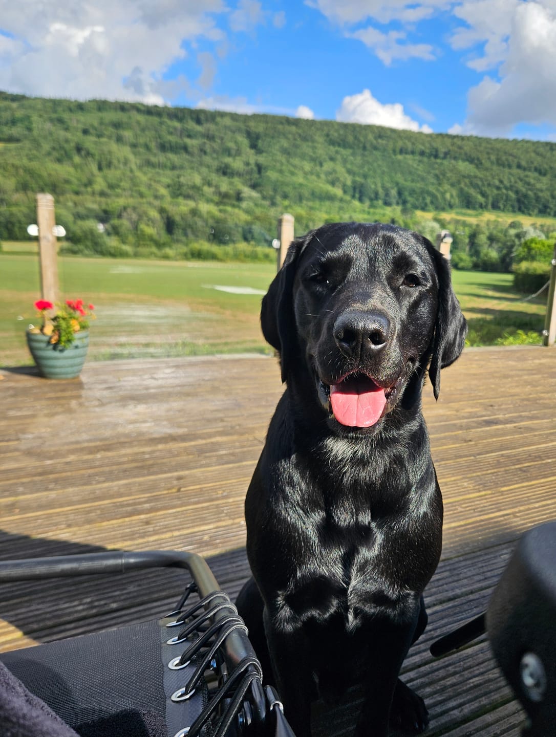 Customer photo review of Welsh Lamb Dry Food