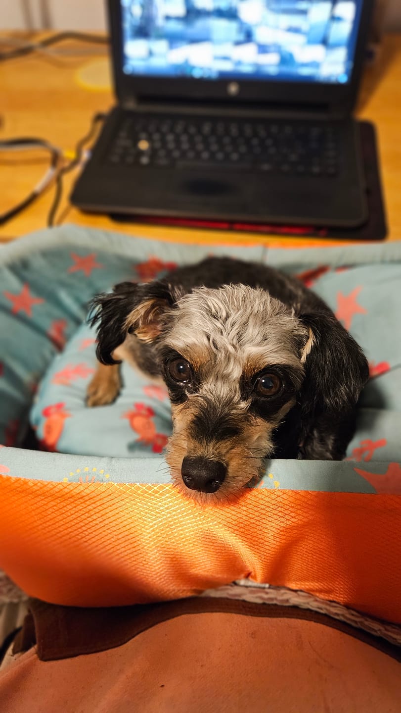 Customer photo review of PetFamily Foods Cerdo Nordico