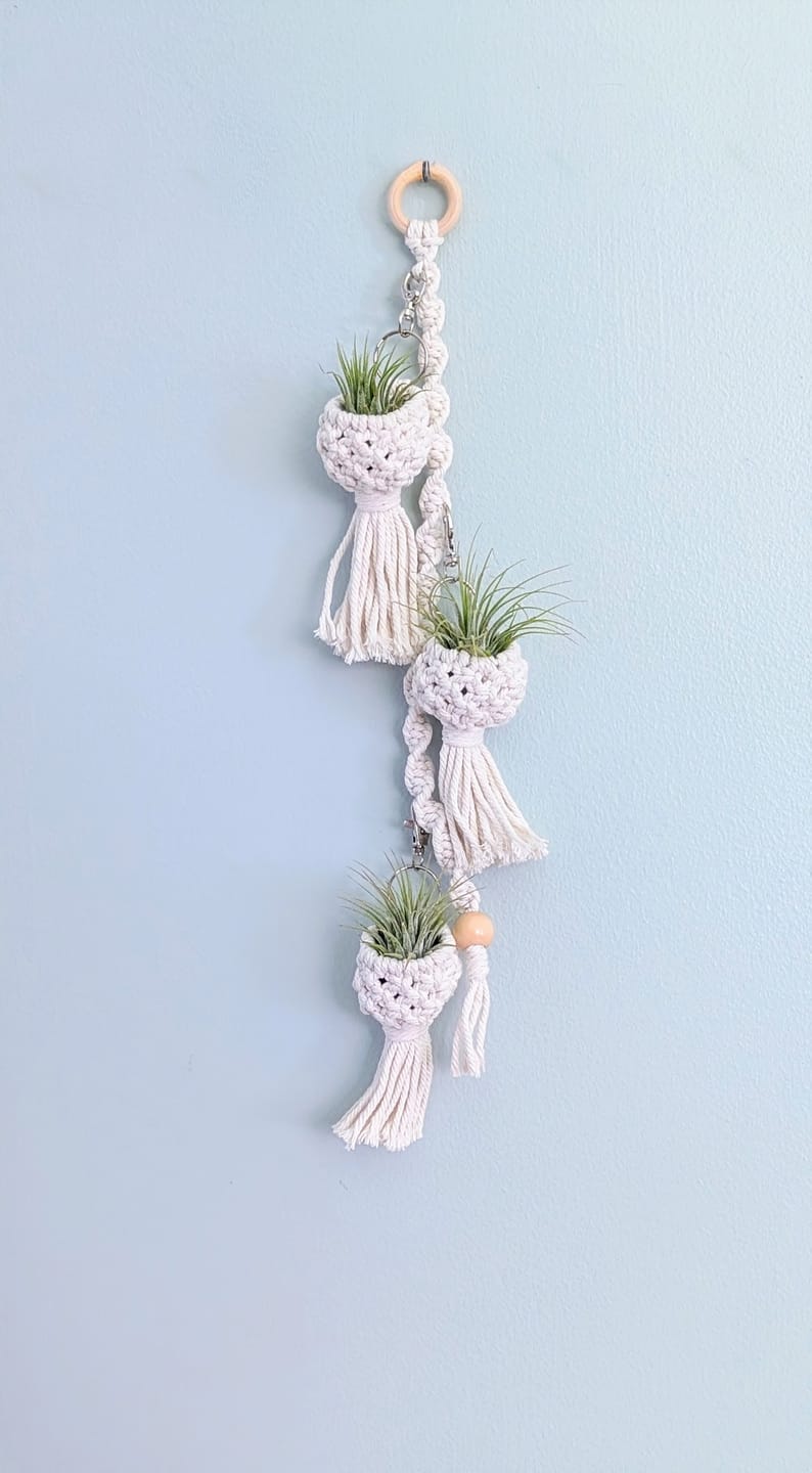 Customer photo review of Wholesale Ionantha Guatemala Medium  (Minimum Order 10)