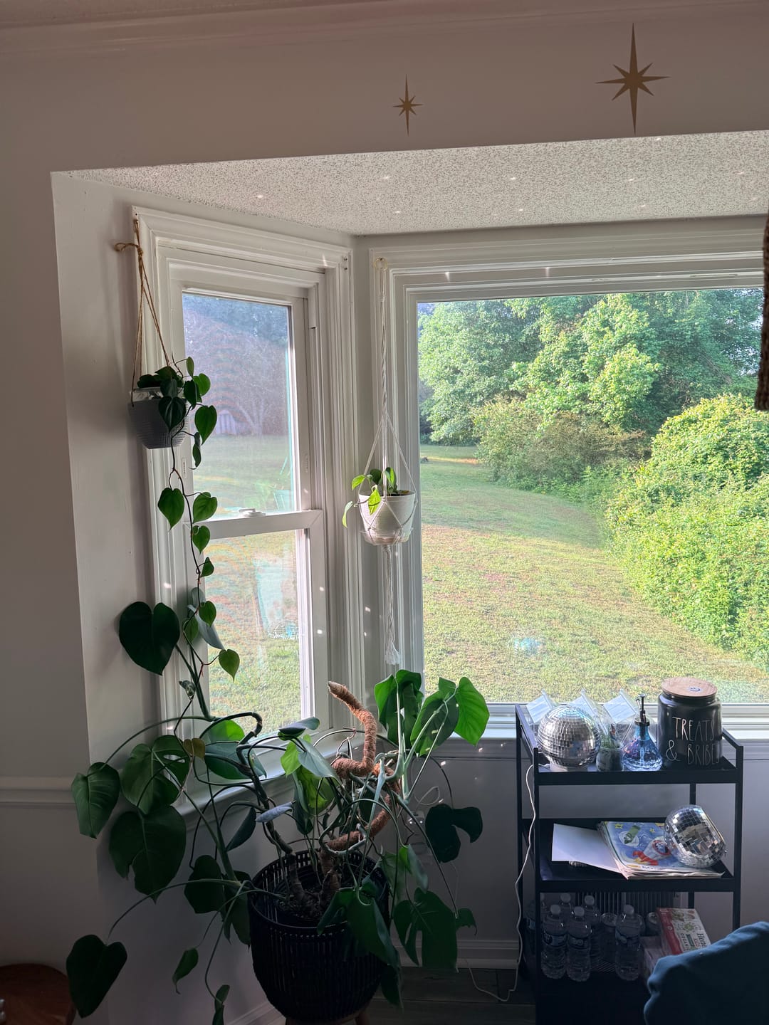Customer photo review of Fungus Gnat Death Drops