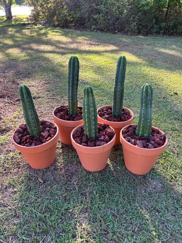 Customer photo review of Trichocereus Pachanoi | San Pedro Cactus Bulk Packs
