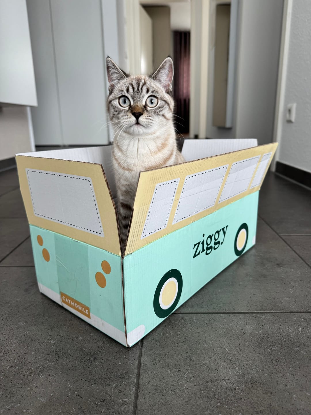 Customer photo review of Coffret Découverte Chaton - 1kg Croquettes + 8 Pâtées + 3 probiotiques