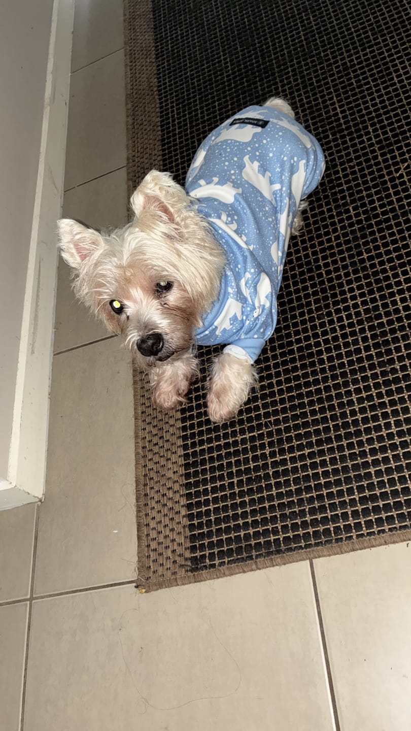 Customer photo review of Dog Pajama Prints
