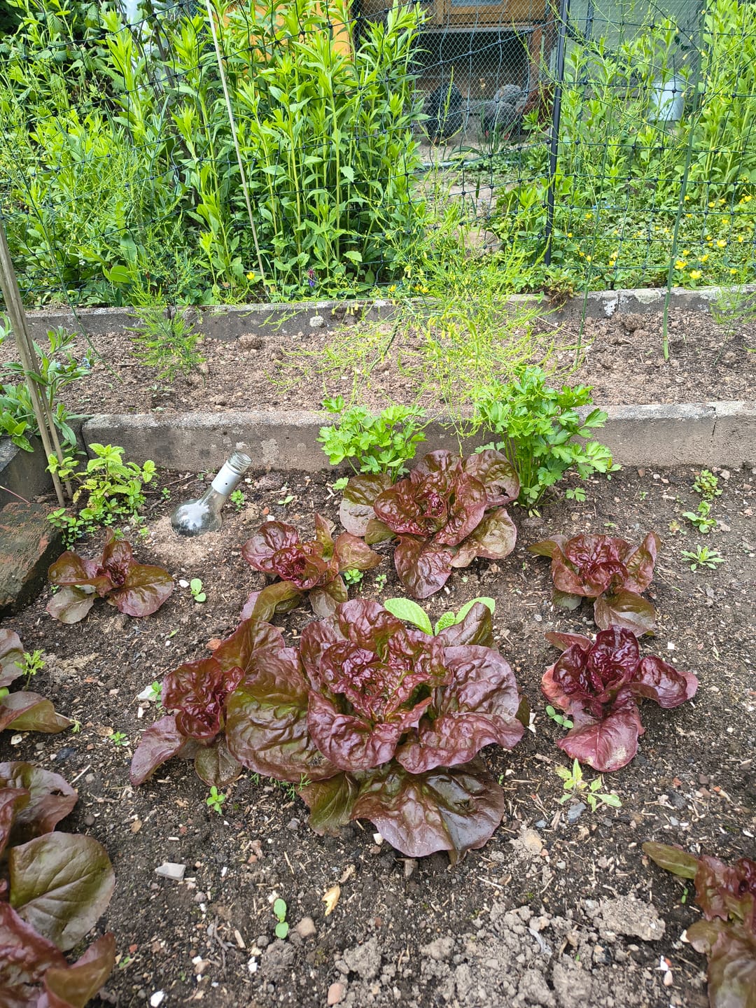 Customer photo review of Kopfsalat ‘Merveille des Quatre Saisons‘