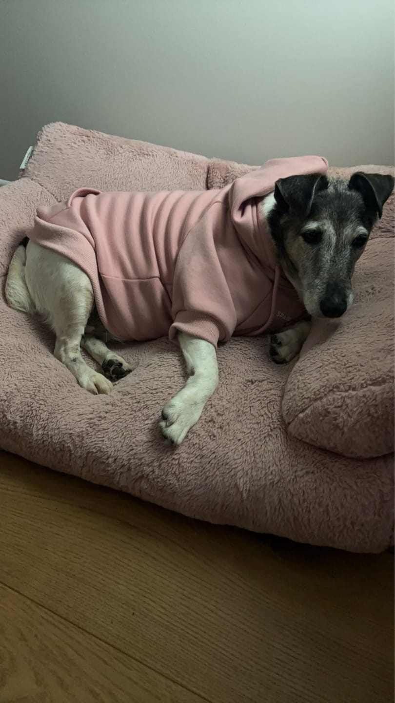 Customer photo review of Essential Dog Hoodie - Dusty Pink