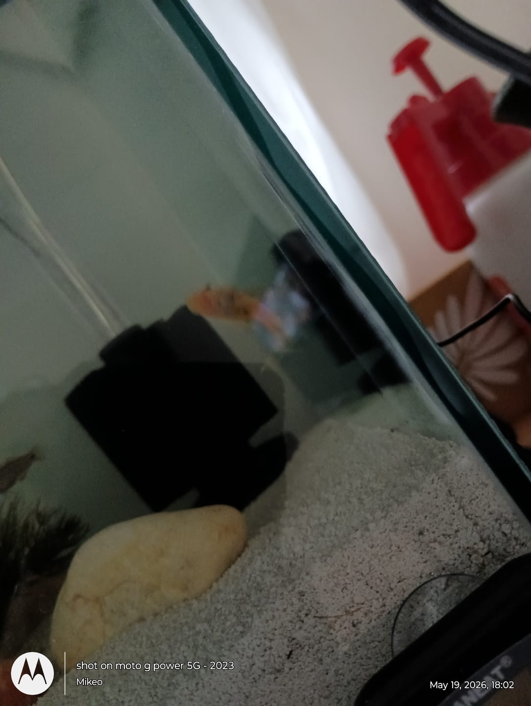 Customer photo review of L144a Blue Eye Lemon Bristlenose Pleco (2 Inches) "NEW"