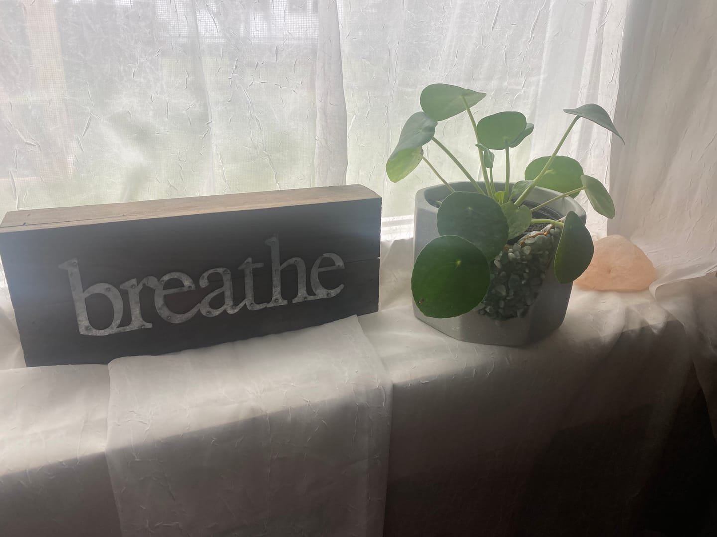 Customer photo review of Chinese Money Plant in a 4" Grow Pot - Pilea Peperomioides - Money Plant - Low Light Indoor Houseplants - Lucky Coin Plant - Air Purifier