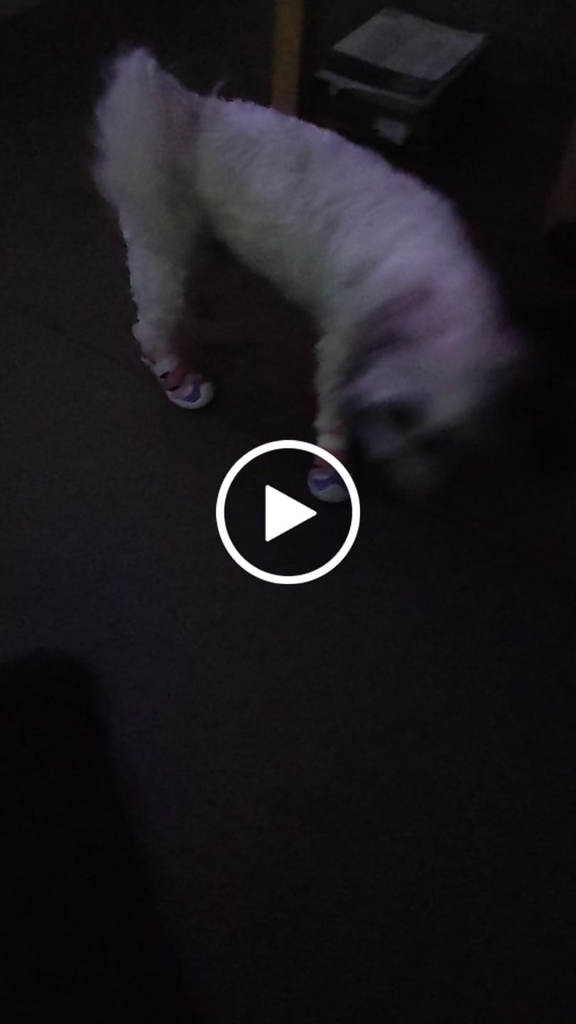 Customer video review of Hot Pavement Pawtector Dog Shoes - Teal