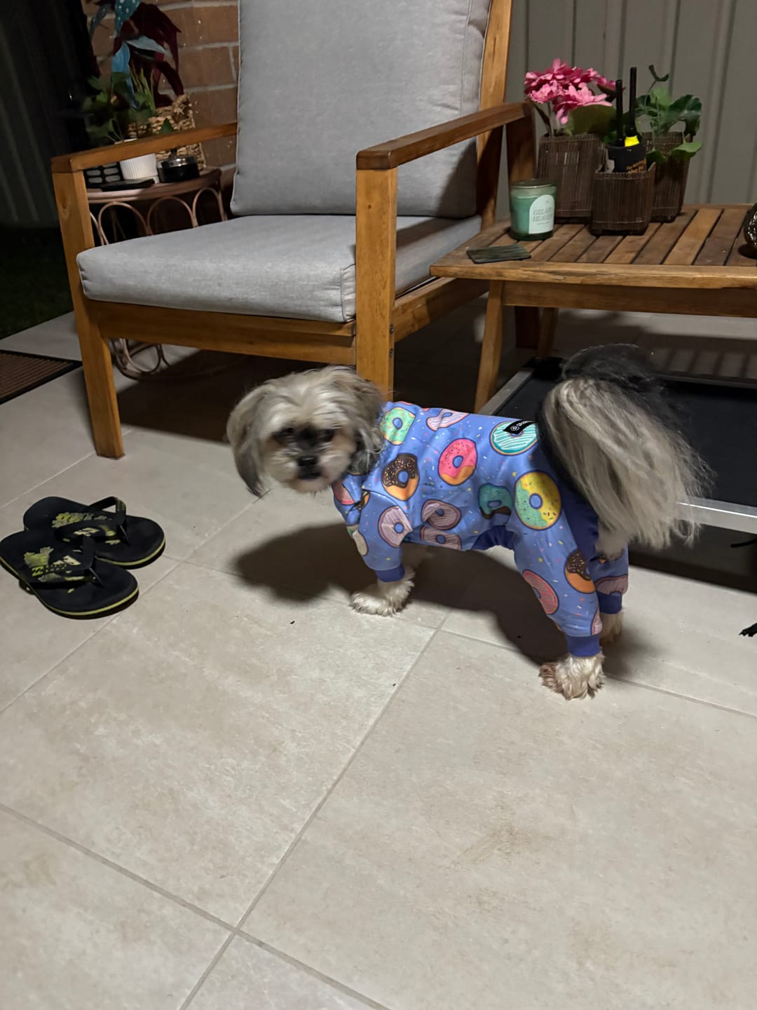 Customer photo review of Dog Pajama - Donuts
