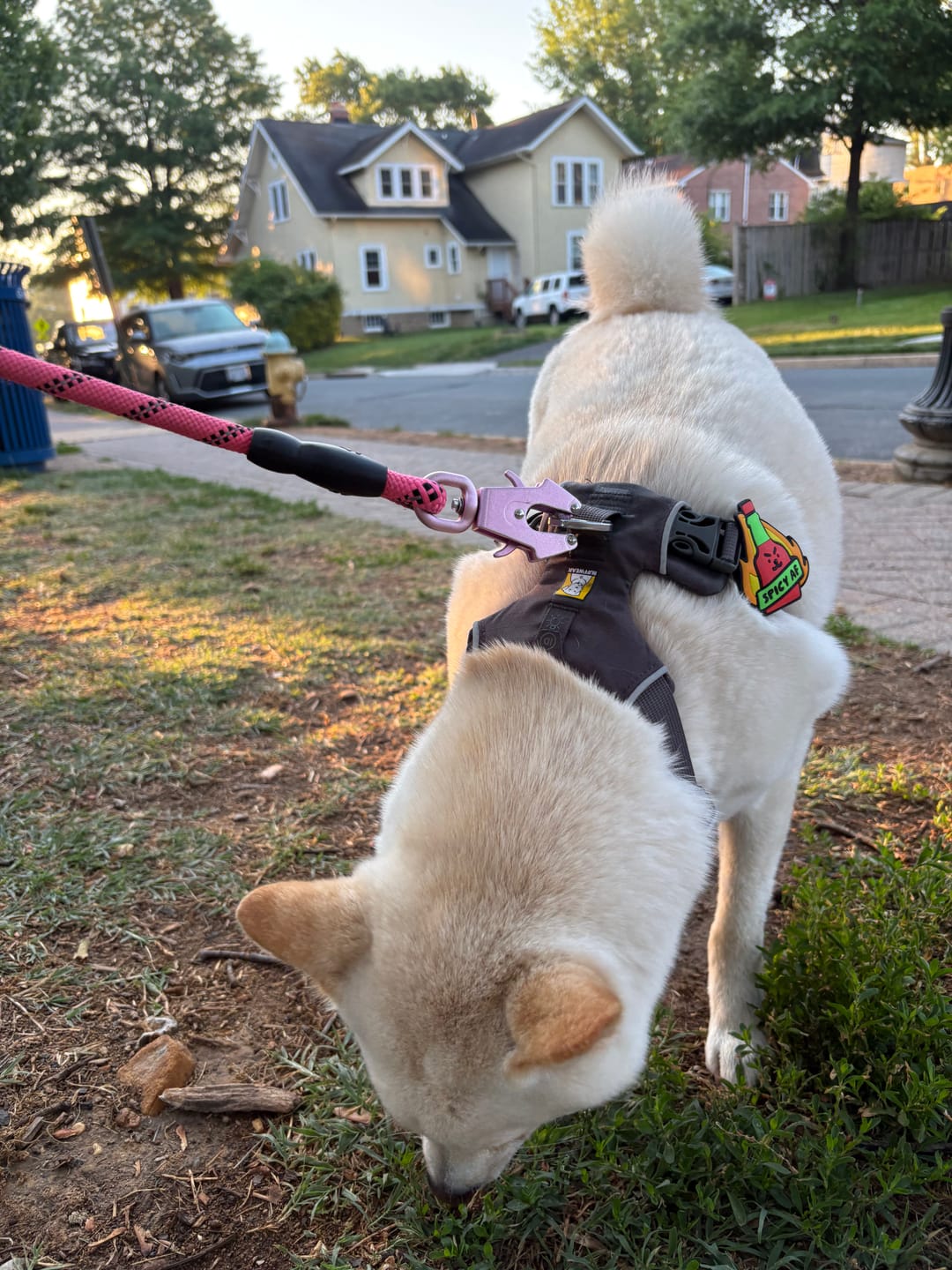 Customer photo review of Spicy AF Jiby Dog Charm