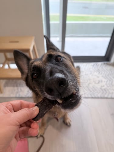 Customer photo review of Treats - Kangaroo Jerky