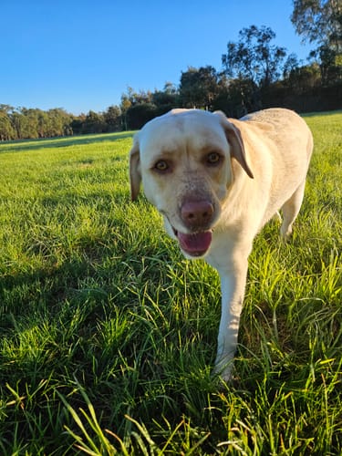 Customer photo review of LabraFur Lifestyle Kit