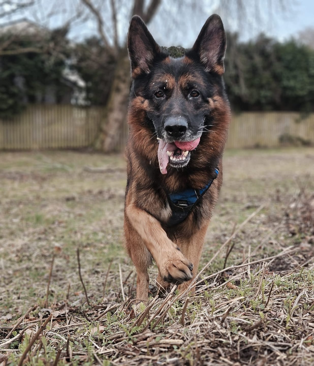 Customer photo review of collagen for dogs