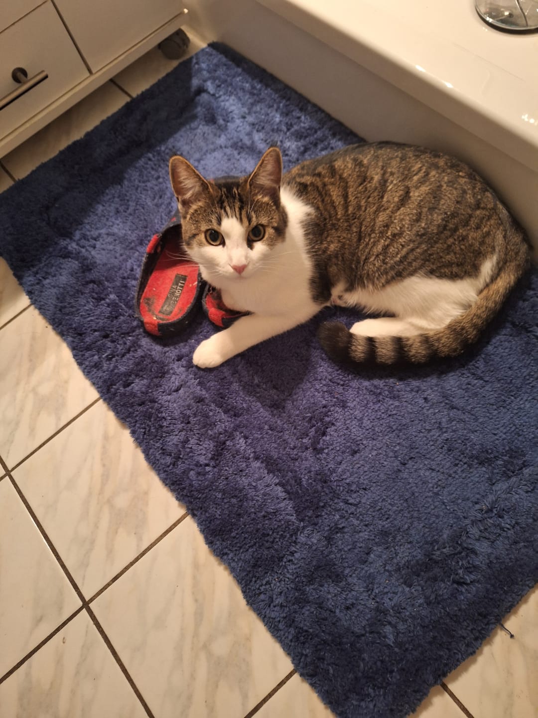 Customer photo review of PfotenBrunnen™ - Katzenwasserspender