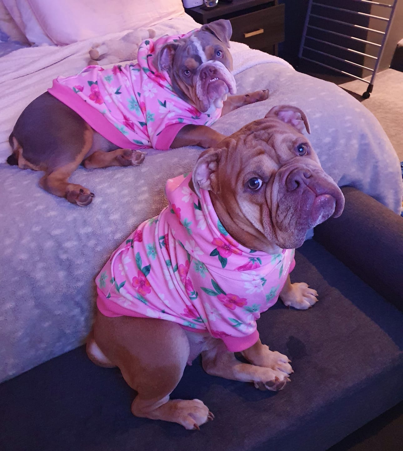 Customer photo review of Blossom Dog Hoodie - Pink