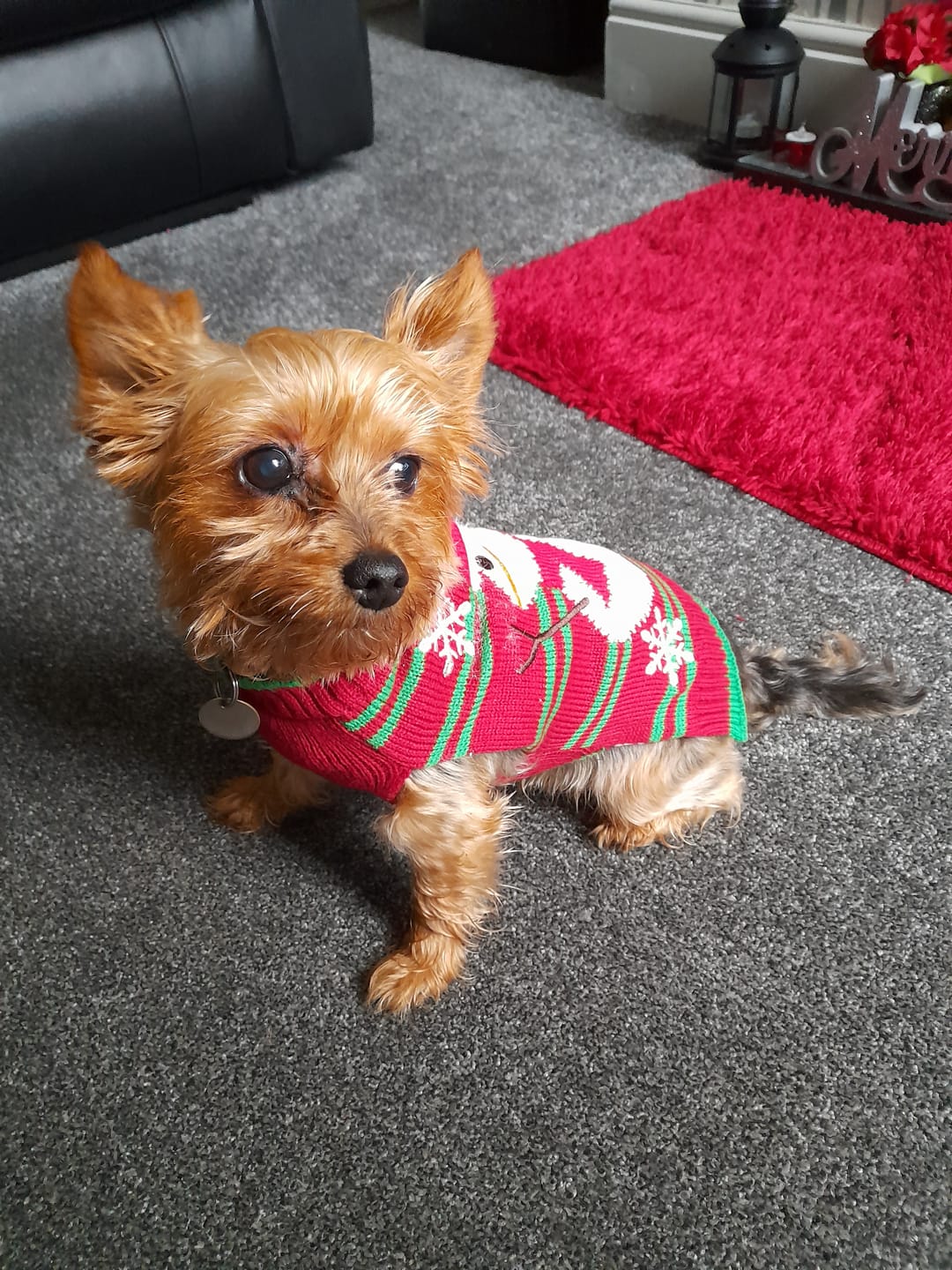 Customer photo review of collagen for dogs