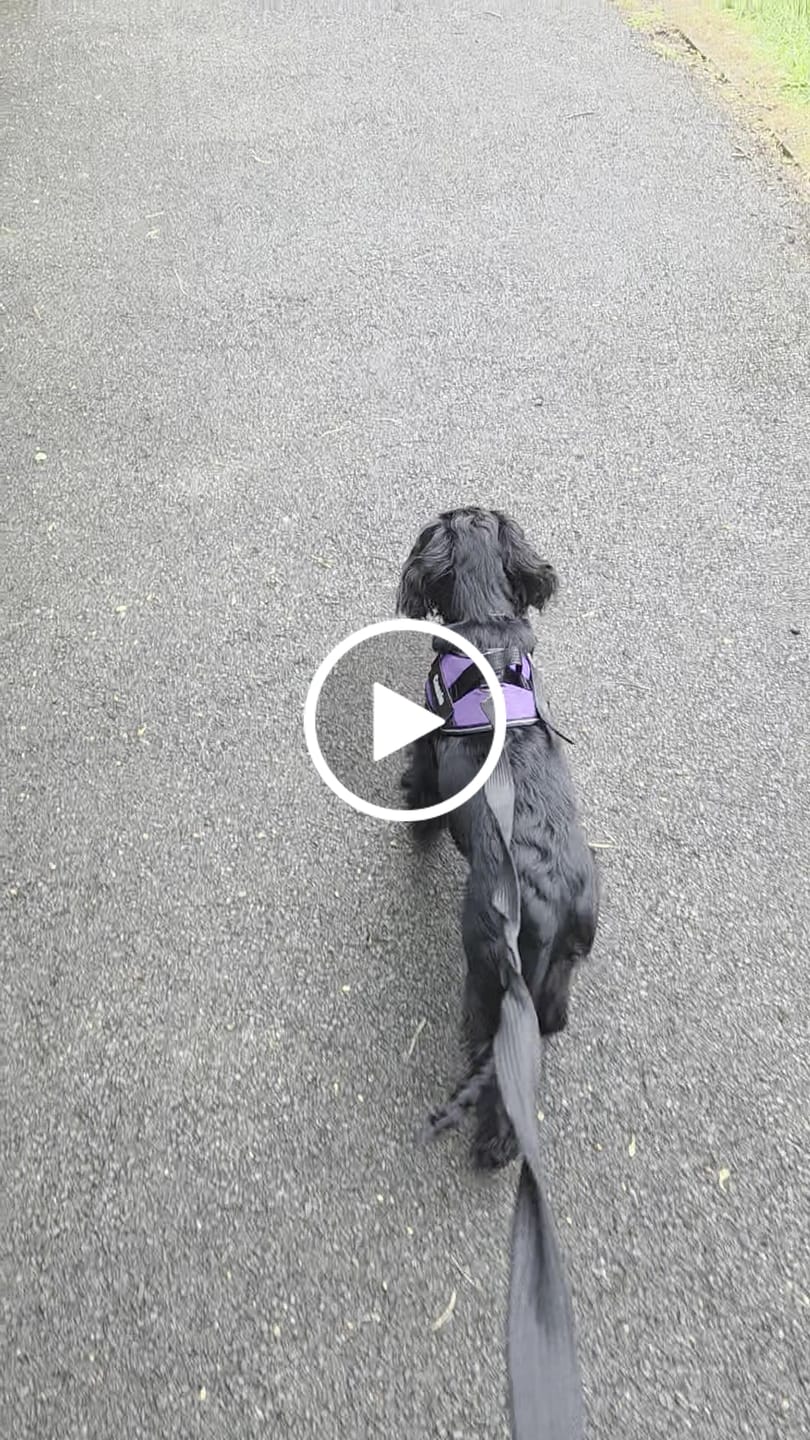 Customer video review of Furryking™ Ultimate Personalized No Pull Dog Harness