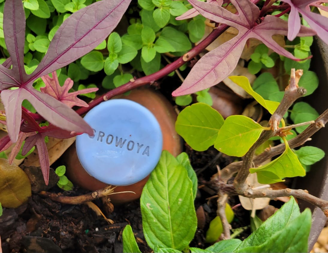Customer photo review of Oya™ Watering Spike