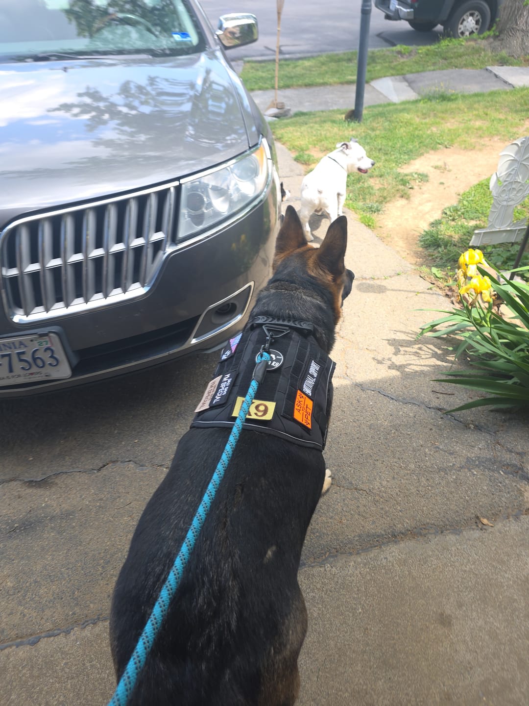 Customer photo review of NEW Upgraded Tactical No-Pull Team K9™ Dog Harness with 4 Quick-Release Metal Buckles, Reinforced Front & Back V-Rings, Hook & Loop Panels, Adjustable Straps, Reflective Strips, & Top Handle