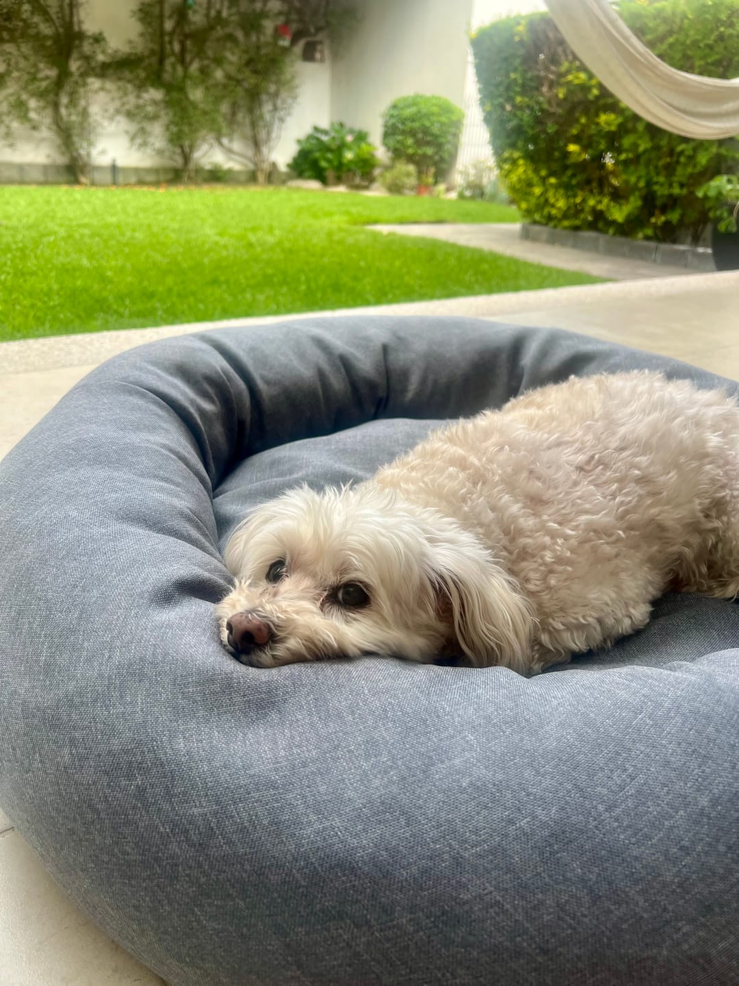 Customer photo review of Funda Lino para Cama Antiestrés para Perros
