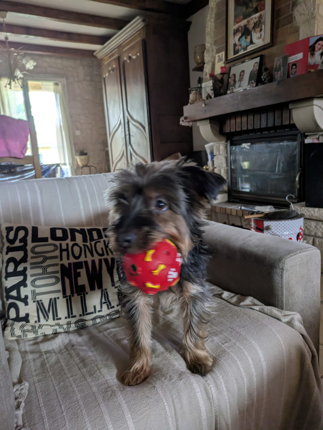 Customer photo review of Shampoing Sans Rinçage - Apaisant pour chien 🏔️