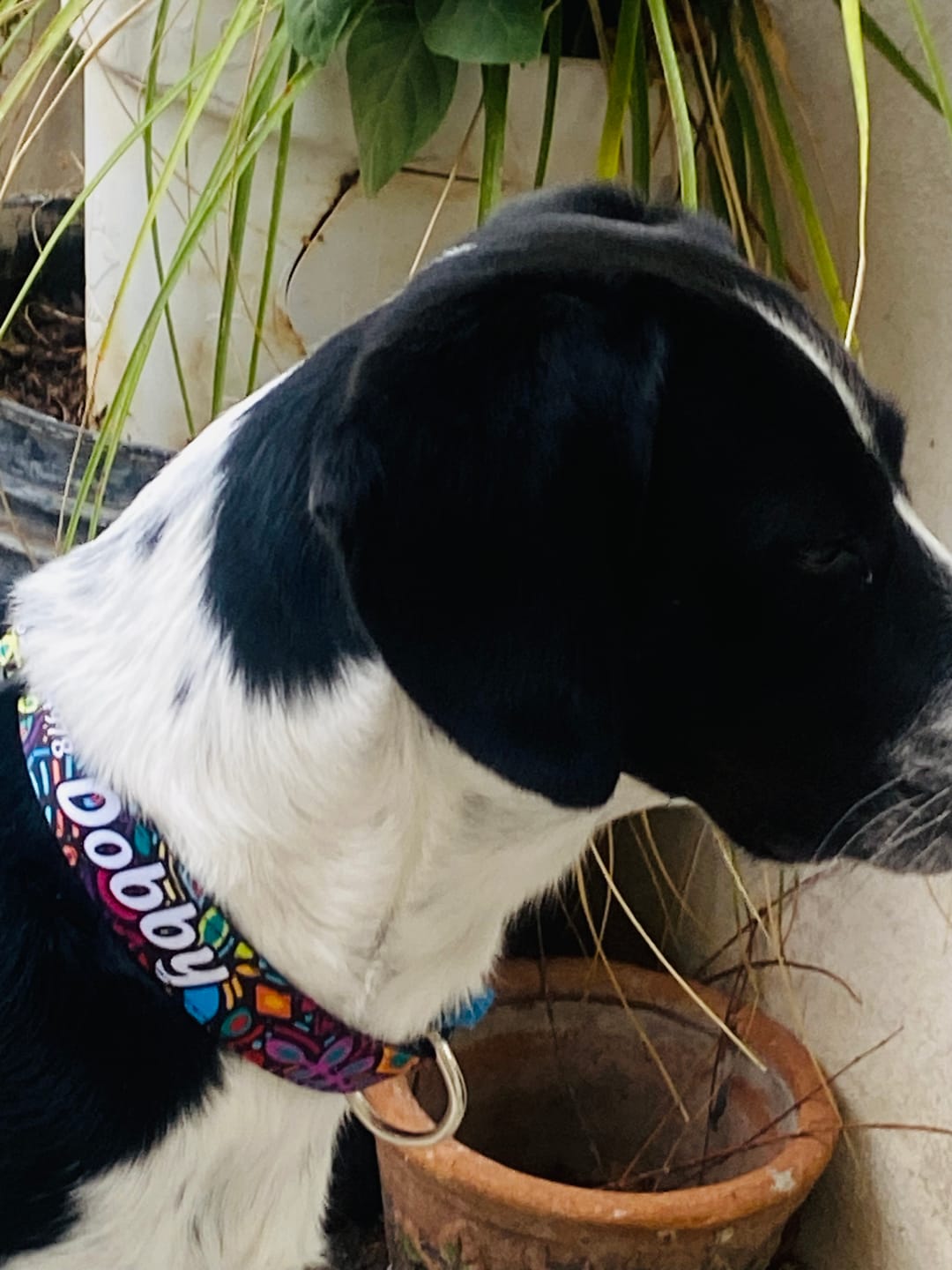 Customer photo review of Collar personalizado: Alebrije