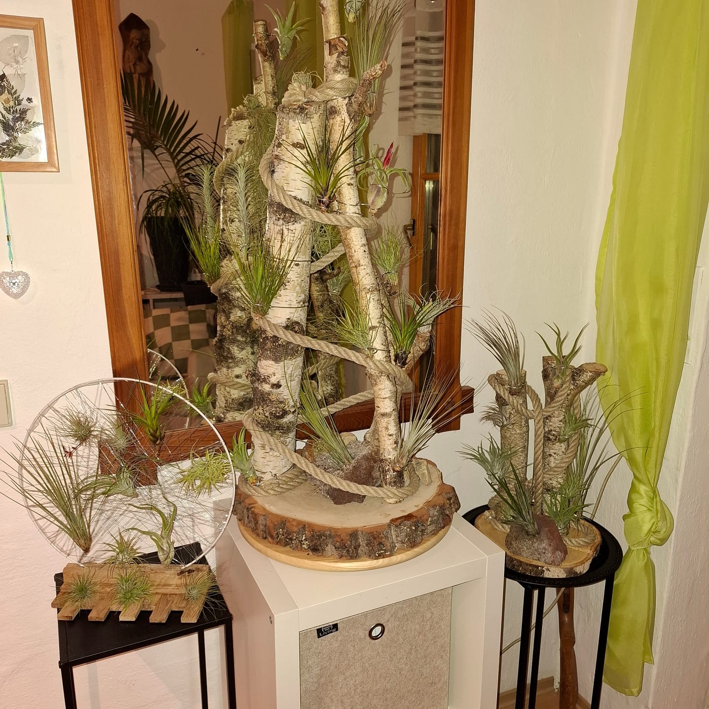 Customer photo review of Tillandsia Ionantha 'fuego' - Pulk