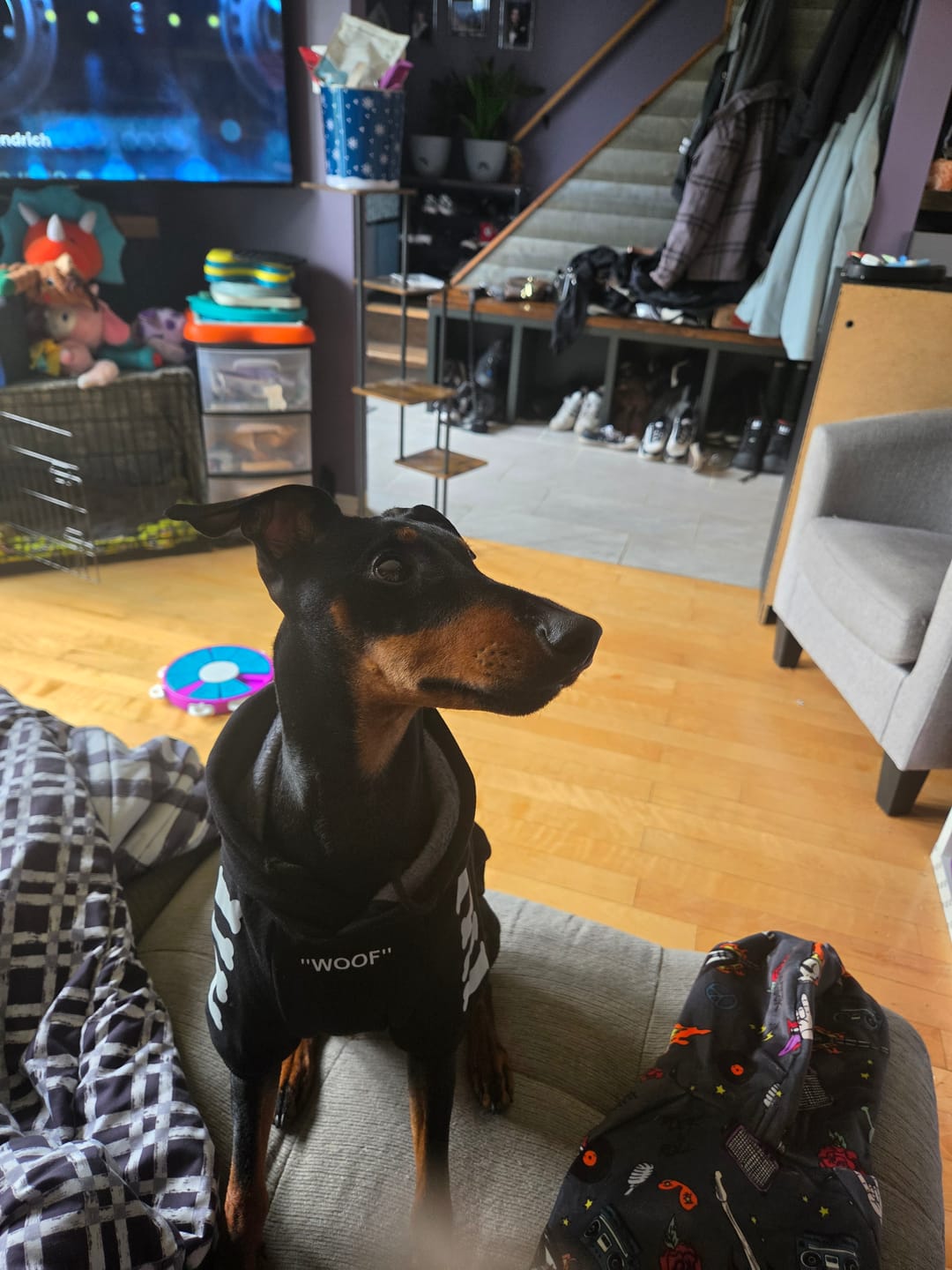 Customer photo review of "WOOF" Dog Hoodie - Black & Reflective