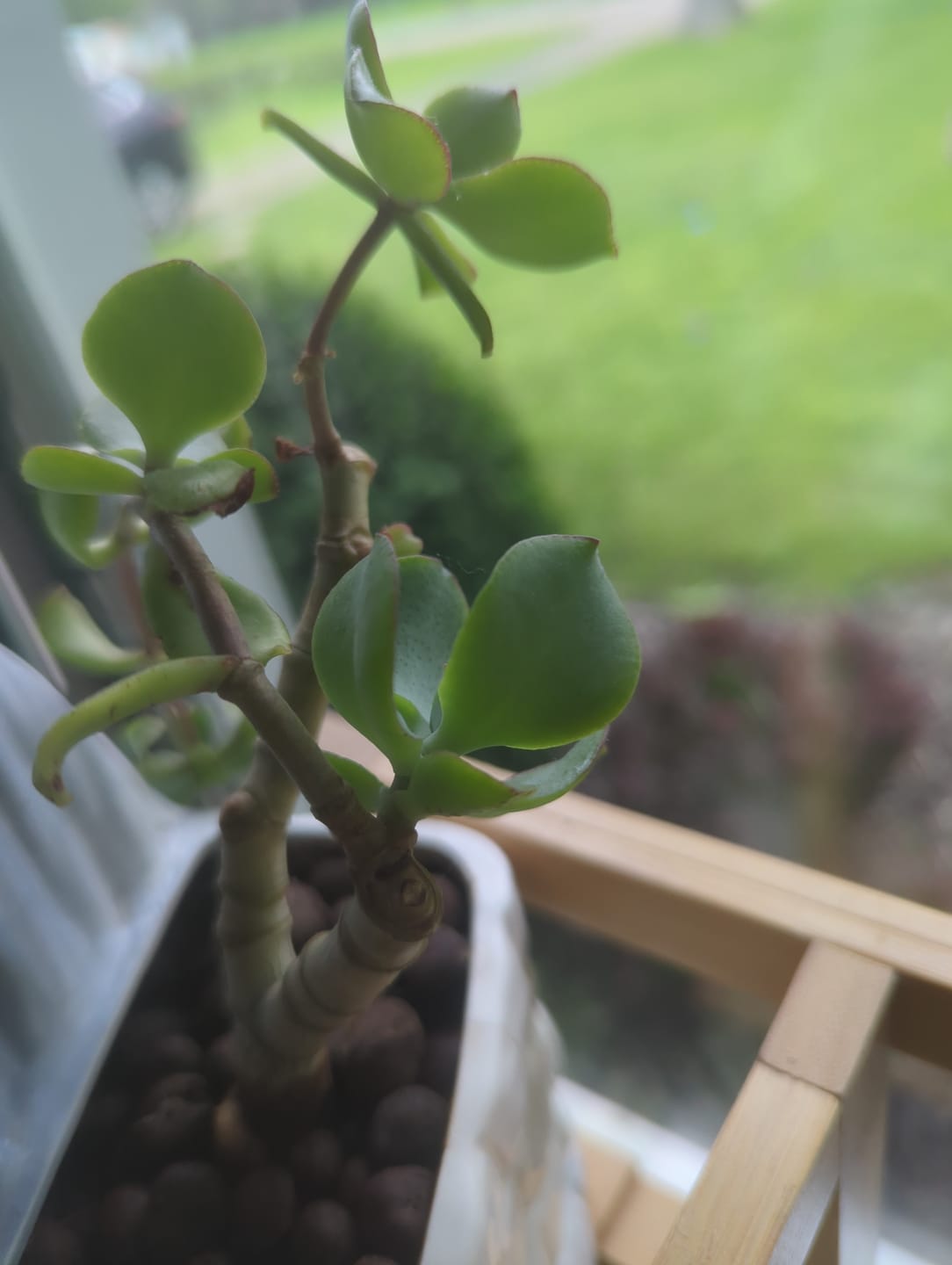 Customer photo review of Plant Food