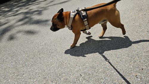 Customer photo review of Comfort Premium Harness | Non Restrictive - Tan